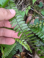 Adiantum caudatum