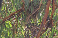 Acanthiza chrysorrhoa