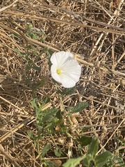 Calystegia occidentalis