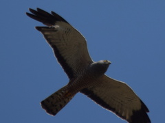 Circus cinereus