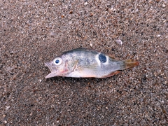 Lutjanus johnii