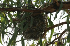 Acanthiza chrysorrhoa