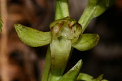 Platanthera minor