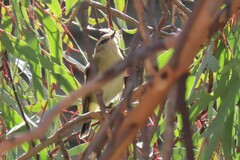 Acanthiza chrysorrhoa