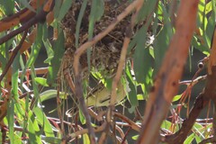 Acanthiza chrysorrhoa