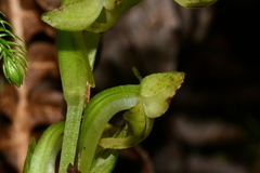 Platanthera minor