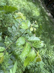 Glochidion philippicum