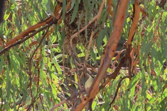 Acanthiza chrysorrhoa