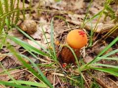 Calostoma cinnabarinum