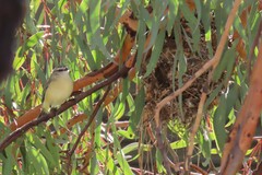 Acanthiza chrysorrhoa