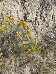 Pontia occidentalis