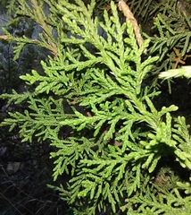 Juniperus monosperma