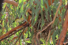 Acanthiza chrysorrhoa