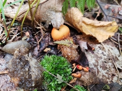 Calostoma cinnabarinum