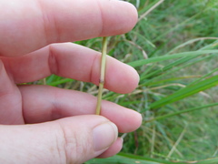 Paspalum dilatatum