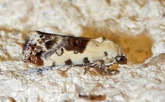 Ponometia phecolisca