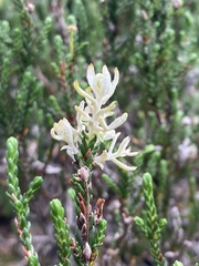 Exobasidium cassiopes