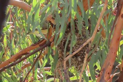 Acanthiza chrysorrhoa