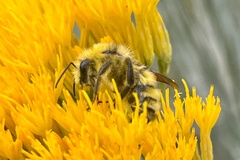 Bombus vandykei