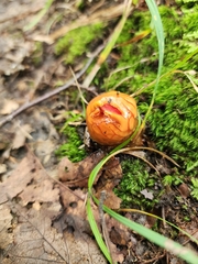 Calostoma cinnabarinum