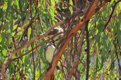 Acanthiza chrysorrhoa