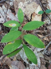 Uvularia sessilifolia