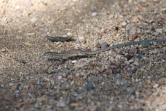 Aspidoscelis sonorae