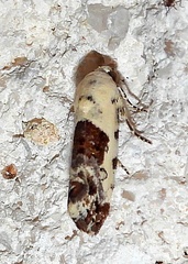 Ponometia phecolisca