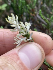 Exobasidium cassiopes
