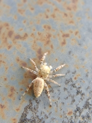 Metaphidippus