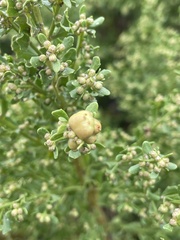Rhopalomyia californica
