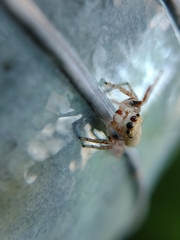 Metaphidippus