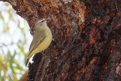 Acanthiza chrysorrhoa