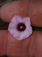 Ipomoea triloba