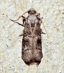 Cacotherapia flexilinealis