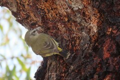 Acanthiza chrysorrhoa