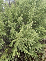 Rhopalomyia californica