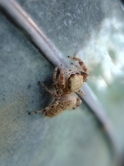 Metaphidippus