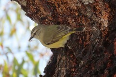 Acanthiza chrysorrhoa