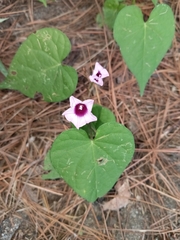 Ipomoea triloba