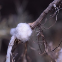 Rhopalomyia floccosa