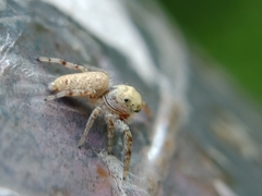 Metaphidippus