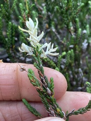 Exobasidium cassiopes