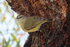 Acanthiza chrysorrhoa