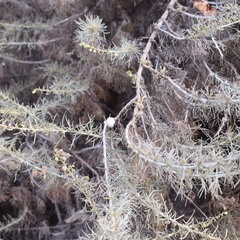 Rhopalomyia floccosa