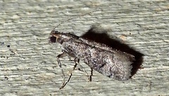 Cacotherapia flexilinealis