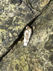 Entomophthorales