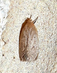Inga obscuromaculella