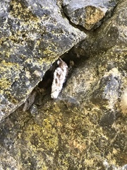 Entomophthorales