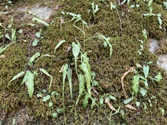 Asplenium rhizophyllum